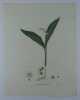 MUGUET DE MAI  Planche n°262  Plantes de la France, décrites et peintes d'après nature.  Gravure en couleurs sur cuivre au format 21x27cm (BOTANIQUE) ...