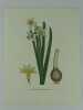 NARCISSE A BOUQUETS   Planche n°266  Plantes de la France, décrites et peintes d'après nature.  (BOTANIQUE) GRAVURE ORIGINALE. Jaume Saint-Hilaire ...