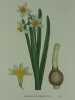 NARCISSE A BOUQUETS   Planche n°266  Plantes de la France, décrites et peintes d'après nature.  (BOTANIQUE) GRAVURE ORIGINALE. Jaume Saint-Hilaire ...
