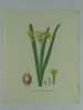 NARCISSE A BOUQUET JAUNE  Planche n°265 Plantes de la France, décrites et peintes d'après nature.  (BOTANIQUE) GRAVURE ORIGINALE. Jaume Saint-Hilaire ...