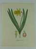 NARCISSE SAUVAGE Planche n°268  Plantes de la France, décrites et peintes d'après nature.  (BOTANIQUE) GRAVURE ORIGINALE. Jaume Saint-Hilaire ...