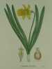 NARCISSE SAUVAGE Planche n°268  Plantes de la France, décrites et peintes d'après nature.  (BOTANIQUE) GRAVURE ORIGINALE. Jaume Saint-Hilaire ...