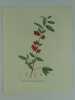 NEFLIER BUISSON-ARDENT  Planche n°270  Plantes de la France, décrites et peintes d'après nature.  (BOTANIQUE) GRAVURE ORIGINALE. Jaume Saint-Hilaire ...