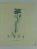NIGELLE DE DAMAS Planche n°271  Plantes de la France, décrites et peintes d'après nature.  (BOTANIQUE) GRAVURE ORIGINALE. Jaume Saint-Hilaire ...