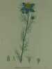 NIGELLE DE DAMAS Planche n°271  Plantes de la France, décrites et peintes d'après nature.  (BOTANIQUE) GRAVURE ORIGINALE. Jaume Saint-Hilaire ...