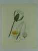 NYMPHEA BLANC  Planche n°274 Plantes de la France, décrites et peintes d'après nature.  (BOTANIQUE) GRAVURE ORIGINALE. Jaume Saint-Hilaire Jean-Henri