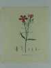 OEILLET DE LA CHINE Planche n°276  Plantes de la France, décrites et peintes d'après nature.  (BOTANIQUE) GRAVURE ORIGINALE. Jaume Saint-Hilaire ...