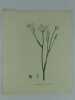 OENANTHE FISTULEUSE   Planche n°278 Plantes de la France, décrites et peintes d'après nature.  (BOTANIQUE) GRAVURE ORIGINALE. Jaume Saint-Hilaire ...