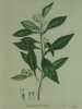 ORANGER CULTIVE Planche n°280  Plantes de la France, décrites et peintes d'après nature.  (BOTANIQUE) GRAVURE ORIGINALE. Jaume Saint-Hilaire ...