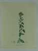 ORIGAN COMMUN Planche n°283  Plantes de la France, décrites et peintes d'après nature.  (BOTANIQUE) GRAVURE ORIGINALE. Jaume Saint-Hilaire Jean-Henri