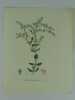 ORIGAN DICTAMNE Planche n°284  Plantes de la France, décrites et peintes d'après nature.  (BOTANIQUE) GRAVURE ORIGINALE. Jaume Saint-Hilaire ...
