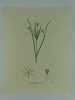 ORNITHOGALE JAUNE Planche n°285  Plantes de la France, décrites et peintes d'après nature.  (BOTANIQUE) GRAVURE ORIGINALE. Jaume Saint-Hilaire ...