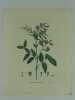 OROBE PRINTANIER Planche n°288  Plantes de la France, décrites et peintes d'après nature.  (BOTANIQUE) GRAVURE ORIGINALE. Jaume Saint-Hilaire ...
