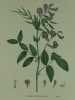 OROBE PRINTANIER Planche n°288  Plantes de la France, décrites et peintes d'après nature.  (BOTANIQUE) GRAVURE ORIGINALE. Jaume Saint-Hilaire ...
