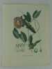 COBEA SARMENTEUX Planche n°601  Plantes de la France, décrites et peintes d'après nature.  (BOTANIQUE) GRAVURE ORIGINALE. Jaume Saint-Hilaire ...