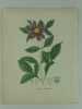 DAHLIA SUPERFLUA  Planche n°431 Plantes de la France, décrites et peintes d'après nature.  (BOTANIQUE) GRAVURE ORIGINALE. Jaume Saint-Hilaire ...