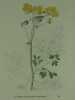 PIGAMON A FEUILLES D'ANCOLIE  Planche n°300 Plantes de la France, décrites et peintes d'après nature.  (BOTANIQUE) GRAVURE ORIGINALE. Jaume ...