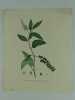 PHYTOLACCA A DIX ETAMINES Planche n°299 Plantes de la France, décrites et peintes d'après nature.  (BOTANIQUE) GRAVURE ORIGINALE. Jaume Saint-Hilaire ...