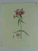 PHILOX GLABRE Planche n°298  Plantes de la France, décrites et peintes d'après nature.  (BOTANIQUE) GRAVURE ORIGINALE. Jaume Saint-Hilaire Jean-Henri