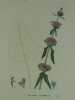 PHLOMIS TUBEREUX Planche n°297 Plantes de la France, décrites et peintes d'après nature. (BOTANIQUE) GRAVURE ORIGINALE . Jaume Saint-Hilaire ...