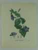 GRANDE PERVENCHE Planche n°295  Plantes de la France, décrites et peintes d'après nature. (BOTANIQUE) GRAVURE ORIGINALE  . Jaume Saint-Hilaire ...