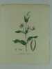 PERIPLOCA CULTIVE Planche n°294  Plantes de la France, décrites et peintes d'après nature. (BOTANIQUE) GRAVURE ORIGINALE  . Jaume Saint-Hilaire ...