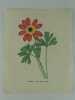 ANEMONE OEIL DE PAON Planche n°954 Plantes de la France, décrites et peintes d'après nature.  (BOTANIQUE) GRAVURE ORIGINALE  . Jaume Saint-Hilaire ...