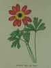 ANEMONE OEIL DE PAON Planche n°954 Plantes de la France, décrites et peintes d'après nature.  (BOTANIQUE) GRAVURE ORIGINALE  . Jaume Saint-Hilaire ...
