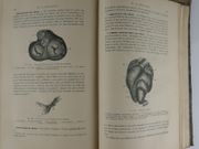 STRUCTURE ET FONCTIONS DU CORPS HUMAIN. par WITKOWSKI. (Gustave-Joseph-Alphonse) - Image 9