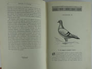 La colombophilie moderne. Traité scientifique de colombiculture, avec de nombreuses notions pratiques d'aviculture. Histoire et origine du pigeon voyageur belge. L'art d'installer, de nourrir, de croiser, d'élever et de dresser la gent volatile. Solution de toutes les questions controversées ayant trait à la science pigeonnière. Les progrès et les secrets du Sport colombophile. Hygiène. - Pathologie et thérapeutique des pigeons et de la volaille en général. Méthodes allopathique et homéopathique.  par Sylvain WITTOUCK - Image 9