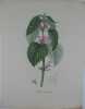 LAMIER ORVALE Planche n°602 Plantes de la France, décrites et peintes d'après nature.  (BOTANIQUE) GRAVURE ORIGINALE  . Jean-Henri JAUME SAINT-HILAIRE