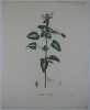 LAMIER TACHE Planche n°603 Plantes de la France, décrites et peintes d'après nature.  (BOTANIQUE) GRAVURE ORIGINALE  . Jaume Saint-Hilaire Jean-Henri