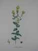LINAIRE TERNEE Planche n°605 Plantes de la France, décrites et peintes d'après nature (BOTANIQUE) GRAVURE ORIGINALE  . Jean-Henri JAUME SAINT-HILAIRE