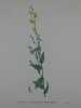 LINAIRE A FEUILLES DE GENET Planche n°606 Plantes de la France, décrites et peintes d'après nature (BOTANIQUE) GRAVURE ORIGINALE  . Jean-Henri JAUME ...