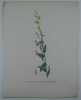 LINAIRE A FEUILLES DE GENET Planche n°606 Plantes de la France, décrites et peintes d'après nature (BOTANIQUE) GRAVURE ORIGINALE  . Jean-Henri JAUME ...