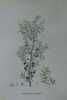 GENEVRIER COMMUN Planche n°610 Plantes de la France, décrites et peintes d'après nature (BOTANIQUE) GRAVURE ORIGINALE  . Jean-Henri JAUME ...