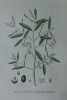 OLIVIER CULTIVE A FEUILLES POINTUES Planche n°611 Plantes de la France, décrites et peintes d'après nature (BOTANIQUE) GRAVURE ORIGINALE  . Jean-Henri ...