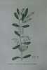 OLIVIER CULTIVE A FEUILLES OBTUSES Planche n°612 Plantes de la France, décrites et peintes d'après nature (BOTANIQUE) GRAVURE ORIGINALE  . Jean-Henri ...