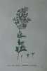 LILAS DE PERSE A FEUILLES LACINIEES Planche n°614 Plantes de la France, décrites et peintes d'après nature (BOTANIQUE) GRAVURE ORIGINALE  . Jean-Henri ...