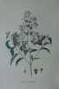 LILAS HYBRIDE Planche n°615 Plantes de la France, décrites et peintes d'après nature (BOTANIQUE) GRAVURE ORIGINALE  . Jean-Henri JAUME SAINT-HILAIRE