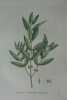 FILARIA A GRANDES FEUILLES Planche n°618 Plantes de la France, décrites et peintes d'après nature (BOTANIQUE) GRAVURE ORIGINALE  . Jean-Henri JAUME ...