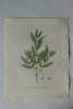 FILARIA A GRANDES FEUILLES Planche n°618 Plantes de la France, décrites et peintes d'après nature (BOTANIQUE) GRAVURE ORIGINALE  . Jean-Henri JAUME ...