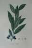 LAURIER COMMUN Planche n°619 Plantes de la France, décrites et peintes d'après nature (BOTANIQUE) GRAVURE ORIGINALE  . Jean-Henri JAUME SAINT-HILAIRE