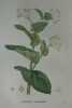 MACERON PERFOLIE Planche n°623 Plantes de la France, décrites et peintes d'après nature (BOTANIQUE) GRAVURE ORIGINALE  . Jean-Henri JAUME ...