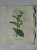 MACERON PERFOLIE Planche n°623 Plantes de la France, décrites et peintes d'après nature (BOTANIQUE) GRAVURE ORIGINALE  . Jean-Henri JAUME ...