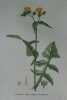 LAITRON DES LIEUX CULTIVES Planche n°626 Plantes de la France, décrites et peintes d'après nature (BOTANIQUE) GRAVURE ORIGINALE  . Jean-Henri JAUME ...