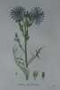 LAITRON DE PLUMIER  Planche n°628 Plantes de la France, décrites et peintes d'après nature (BOTANIQUE) GRAVURE ORIGINALE  . Jean-Henri JAUME ...