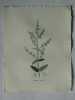 NEPETA NUE Planche n°632 Plantes de la France, décrites et peintes d'après nature (BOTANIQUE) GRAVURE ORIGINALE  . Jean-Henri JAUME SAINT-HILAIRE