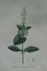 NEPETA A FEUILLES EN COEUR Planche n°633 Plantes de la France, décrites et peintes d'après nature (BOTANIQUE) GRAVURE ORIGINALE  . Jean-Henri JAUME ...