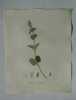 NEPETA ARGENTEE Planche n°634 Plantes de la France, décrites et peintes d'après nature (BOTANIQUE) GRAVURE ORIGINALE  . Jean-Henri JAUME SAINT-HILAIRE